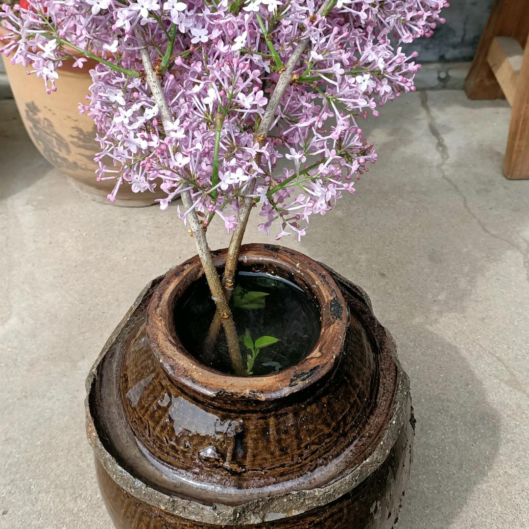养盆花