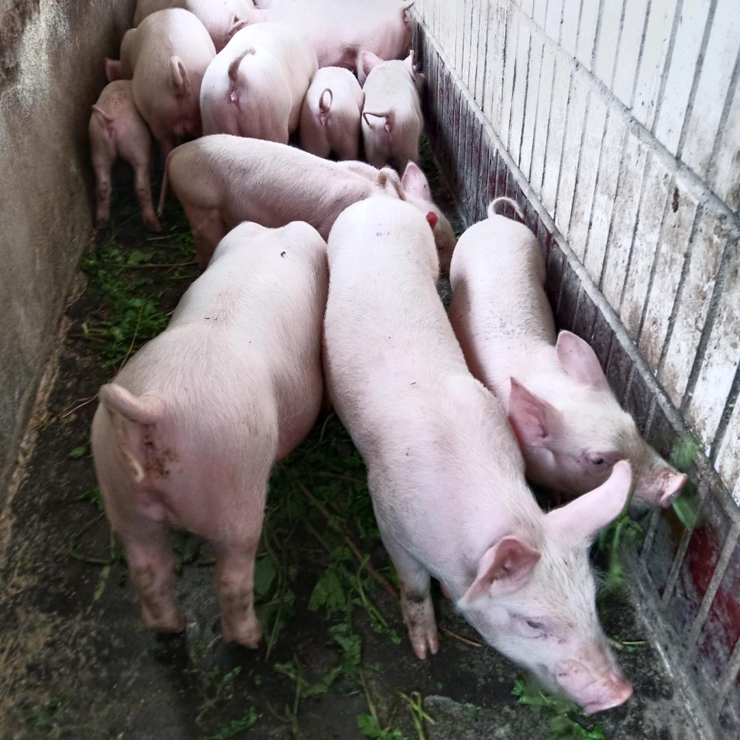 老潘养猪<大中小>都有