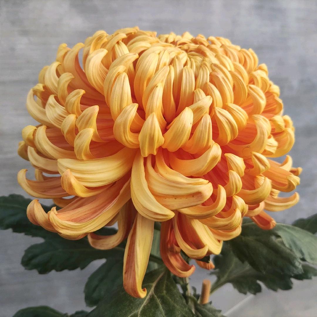 且住花间