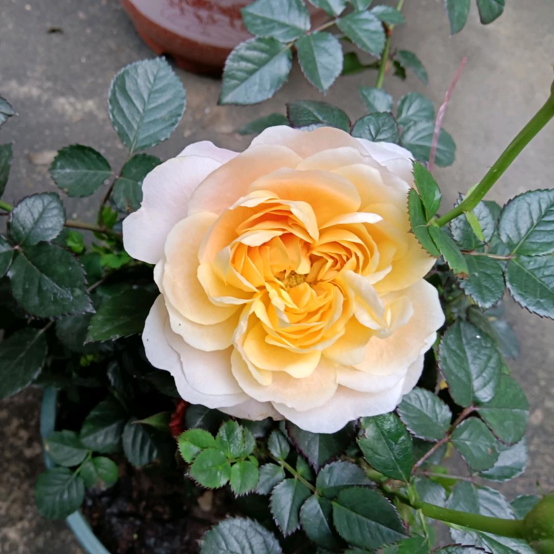 菜～菜