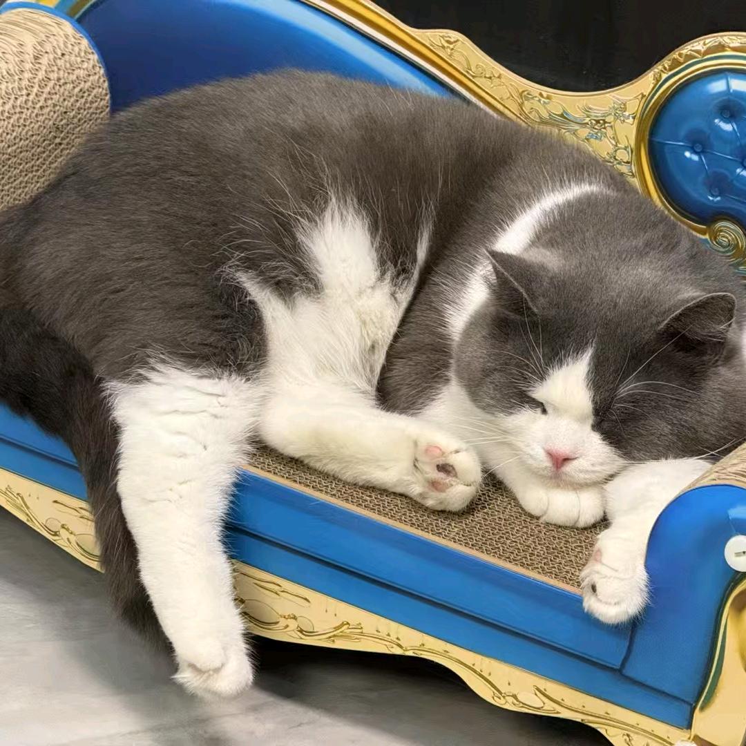 猪猪🐷