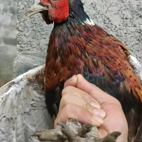 平南大新七彩山鸡销售