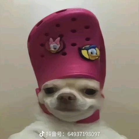 十晨