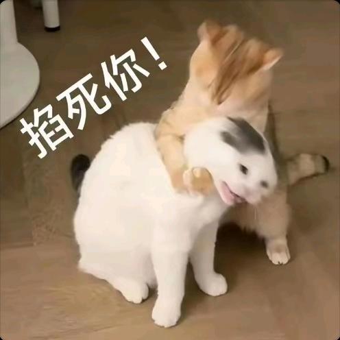 蔡蔡菜菜～