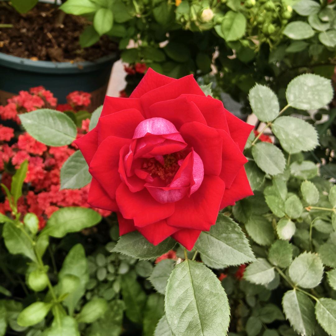 ￴￴ ￴￴ ￴ ￴￴ ￴ ￴￴