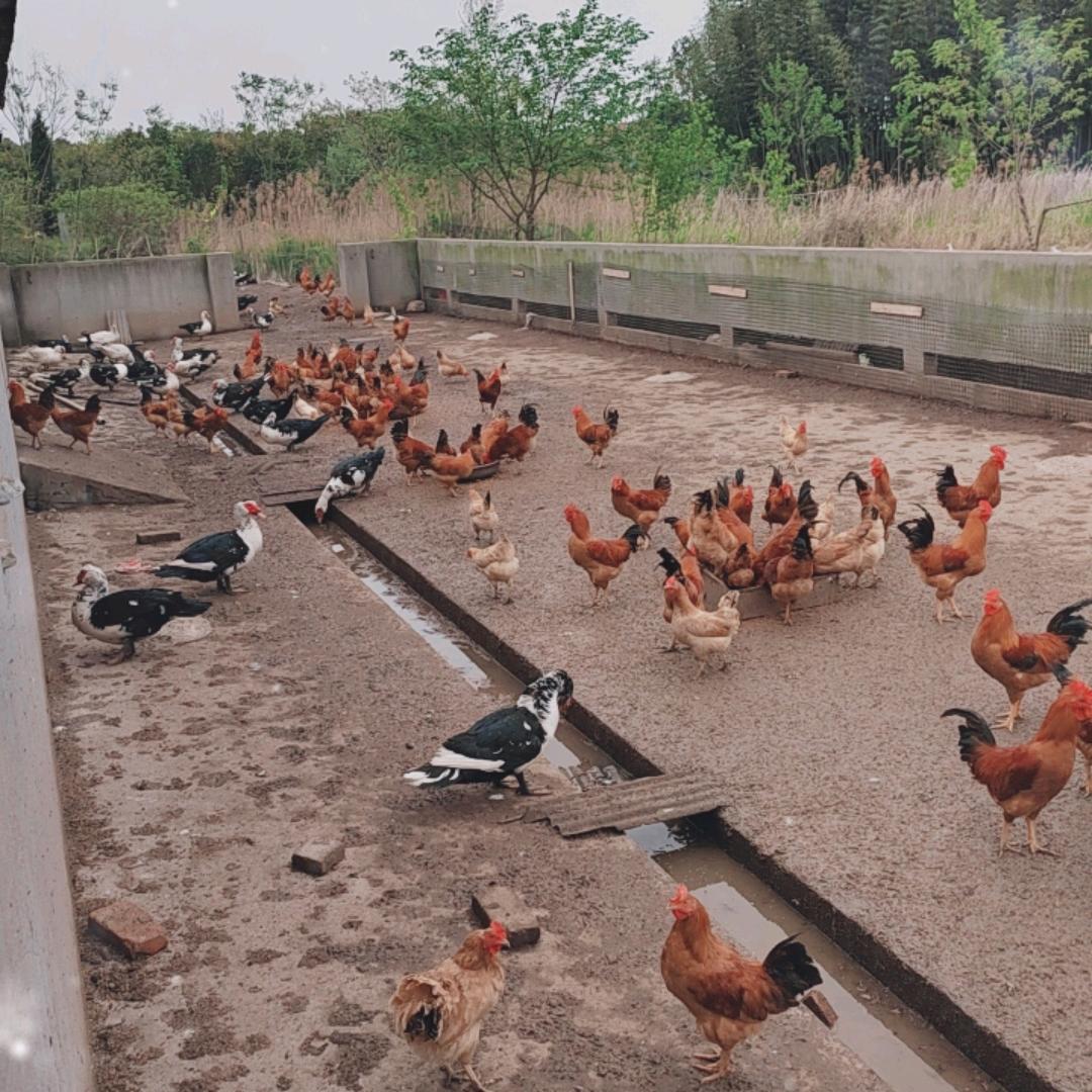 游走的土鸡咯咯咯