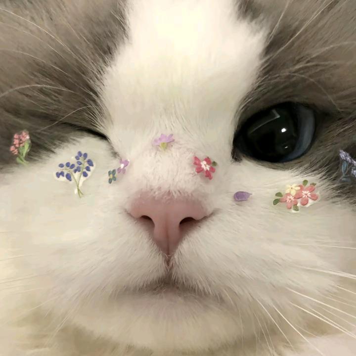 ℛ𝓮𝓭𝓪𝓶𝓪𝓷𝓬𝔂