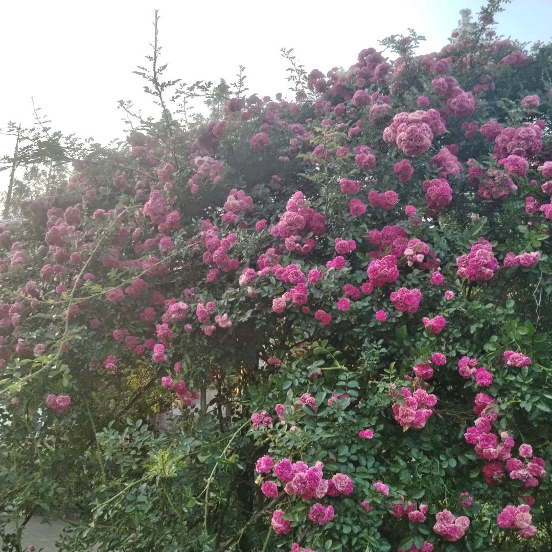 静静子（日常版）