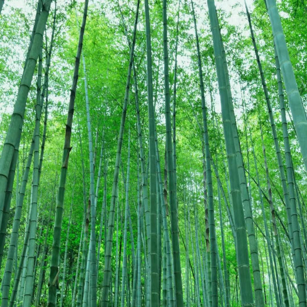 张二姐筷子工厂
