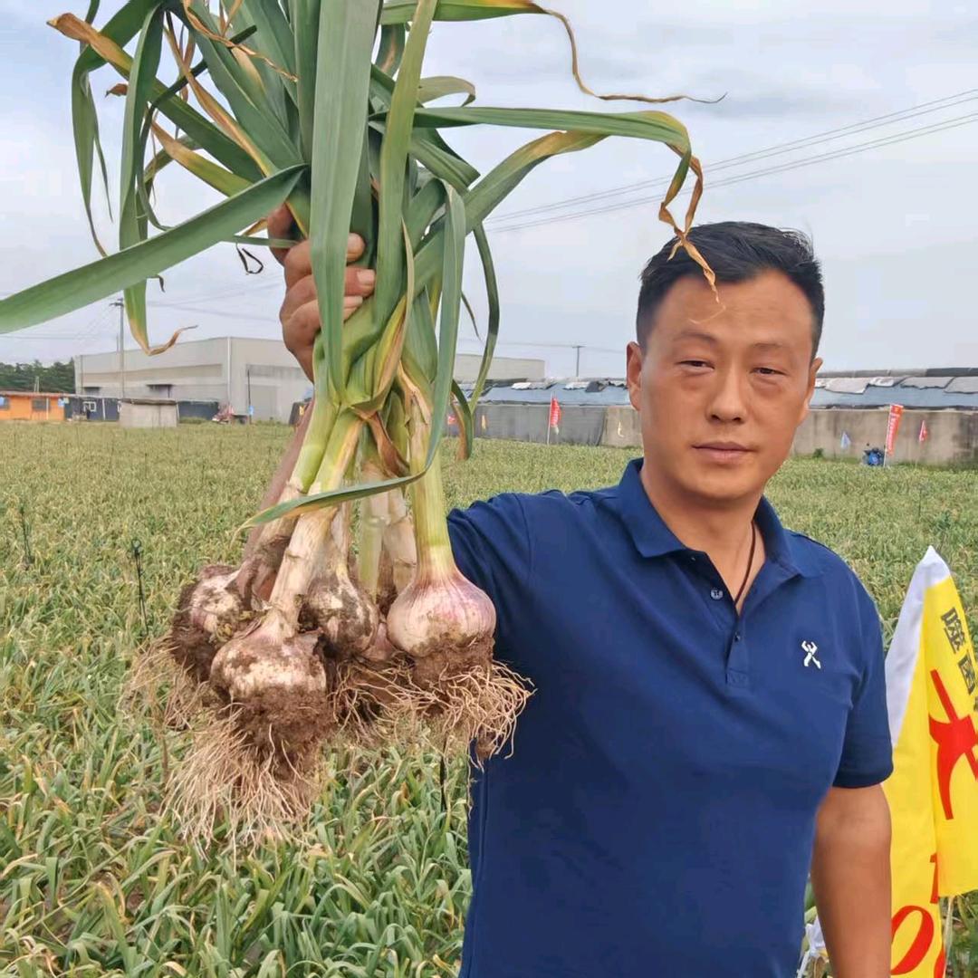 二喜农业（大蒜种植技术）