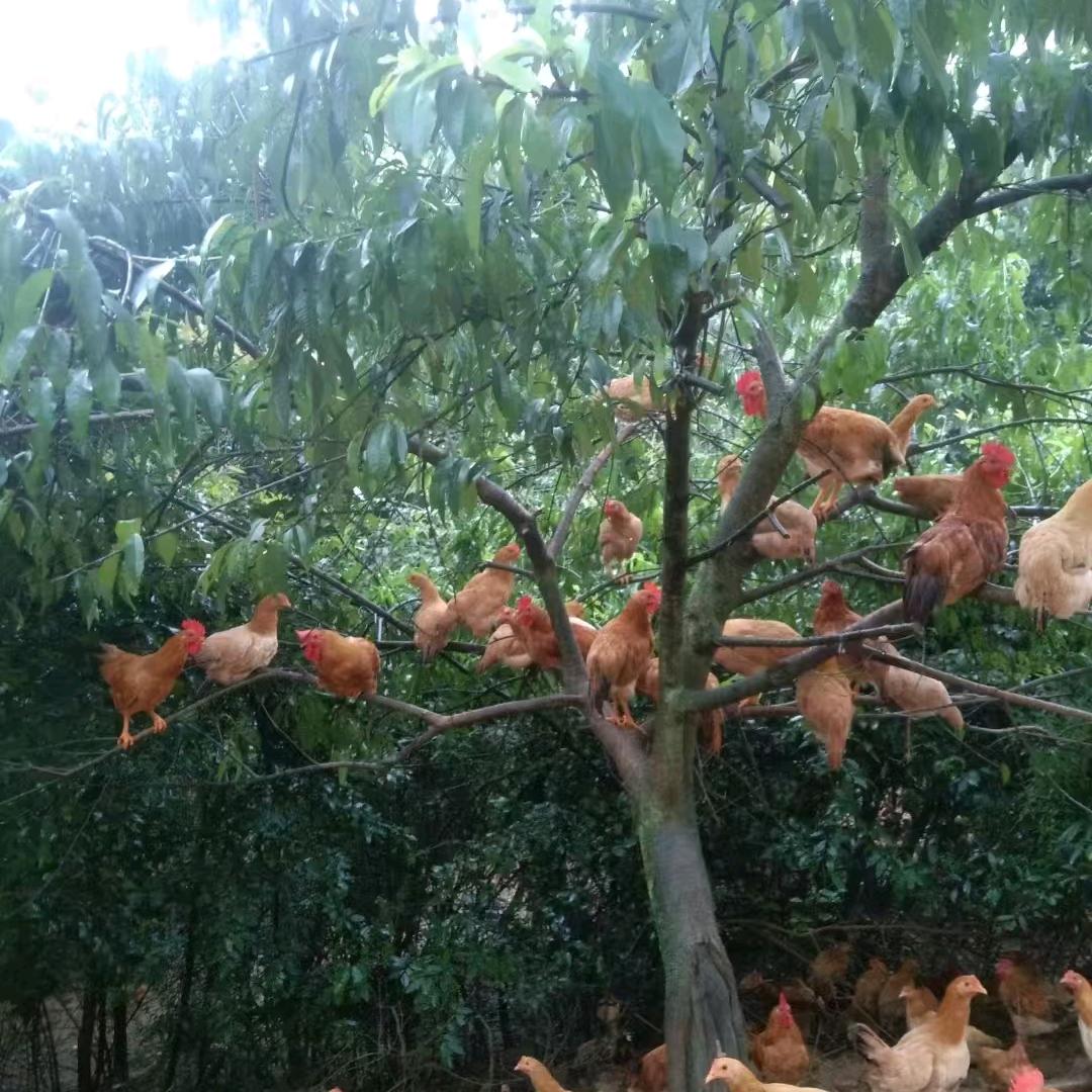 农村小伙活禽批发零售