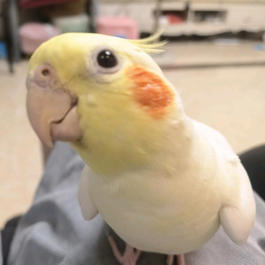 大伟