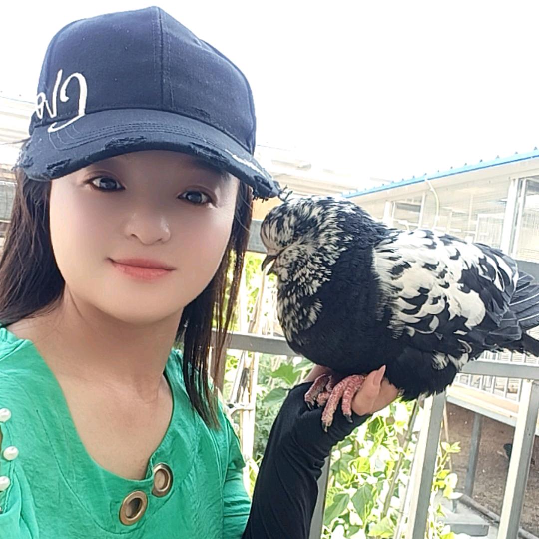 养鸽子的瑞姐
