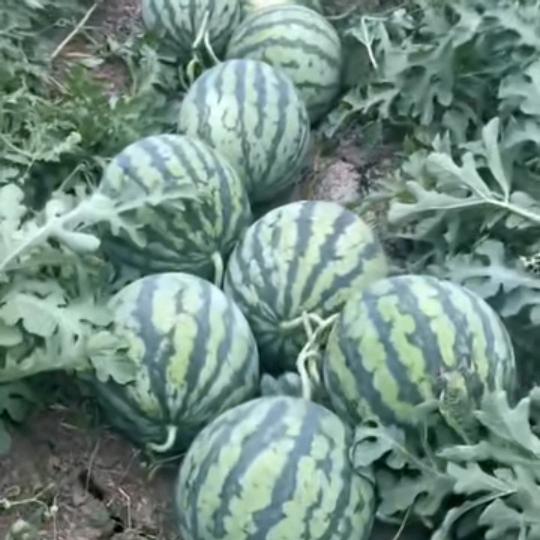 大姐水果