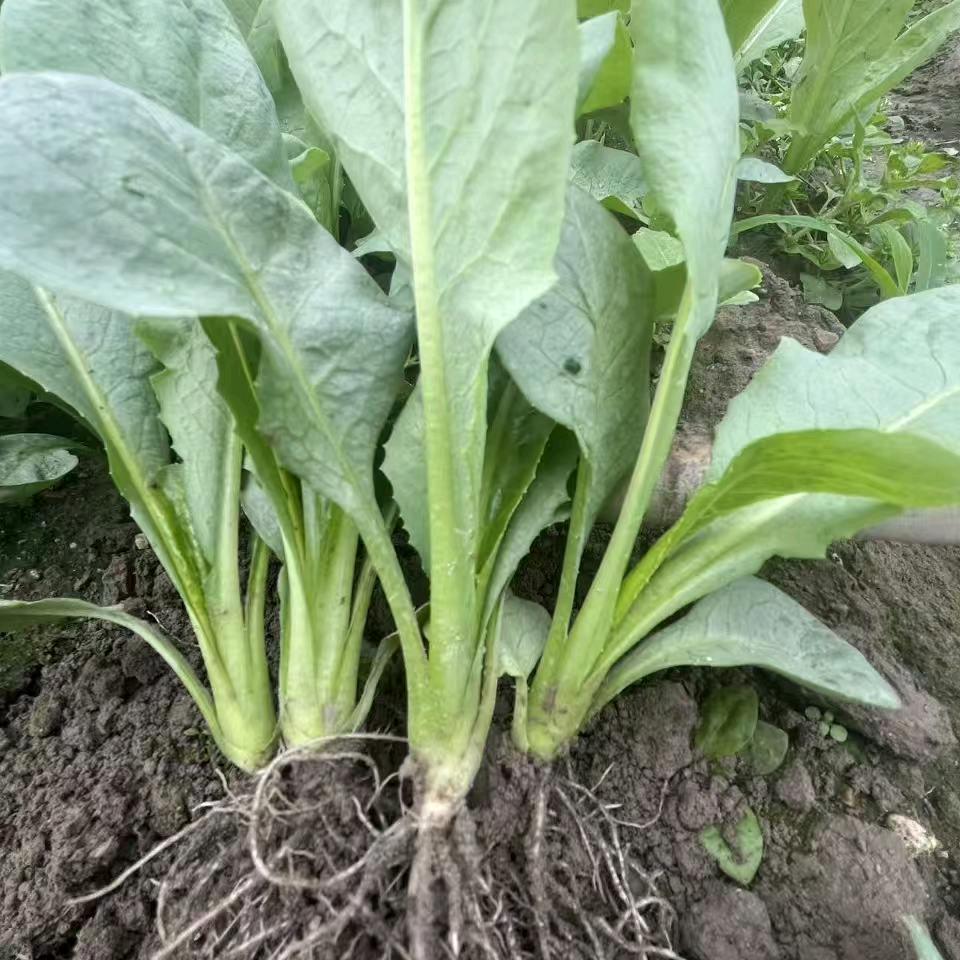 博白县一荣种植农品铺子