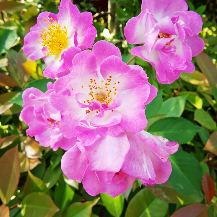 🌸🌸