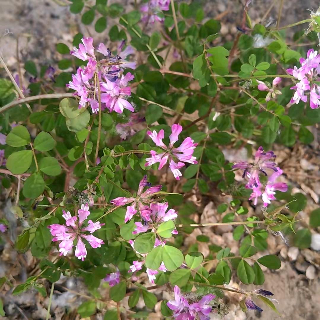 菊花茶
