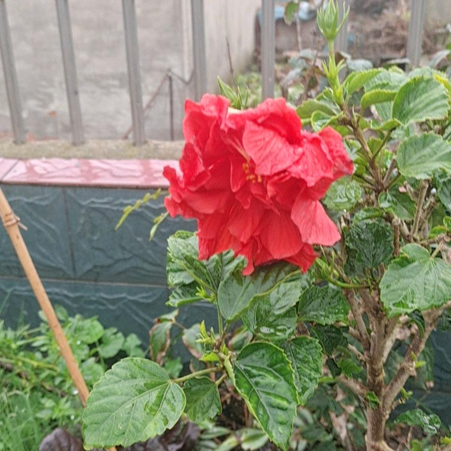 （（玉））一生有你