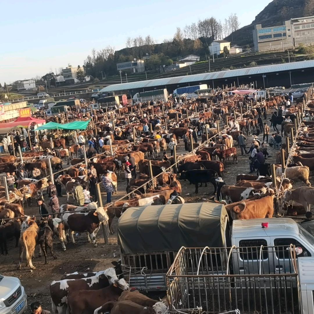 贵州应九养殖场