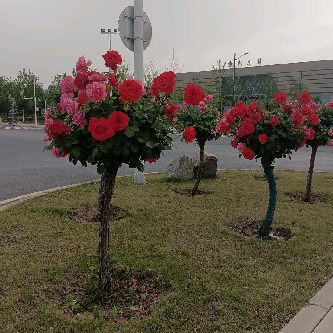 陈恒兴