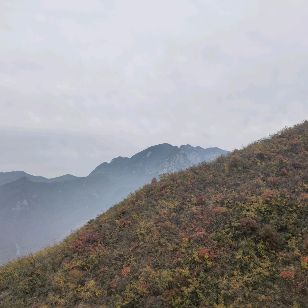 天才牛宝宝one