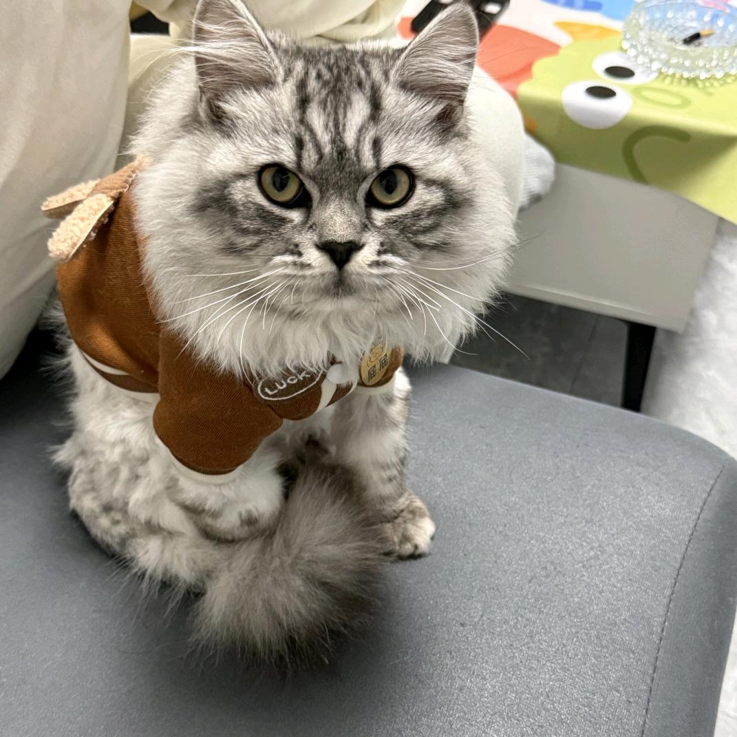 高冷猫不理