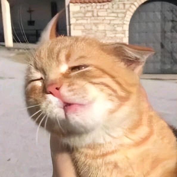 喵咪咪