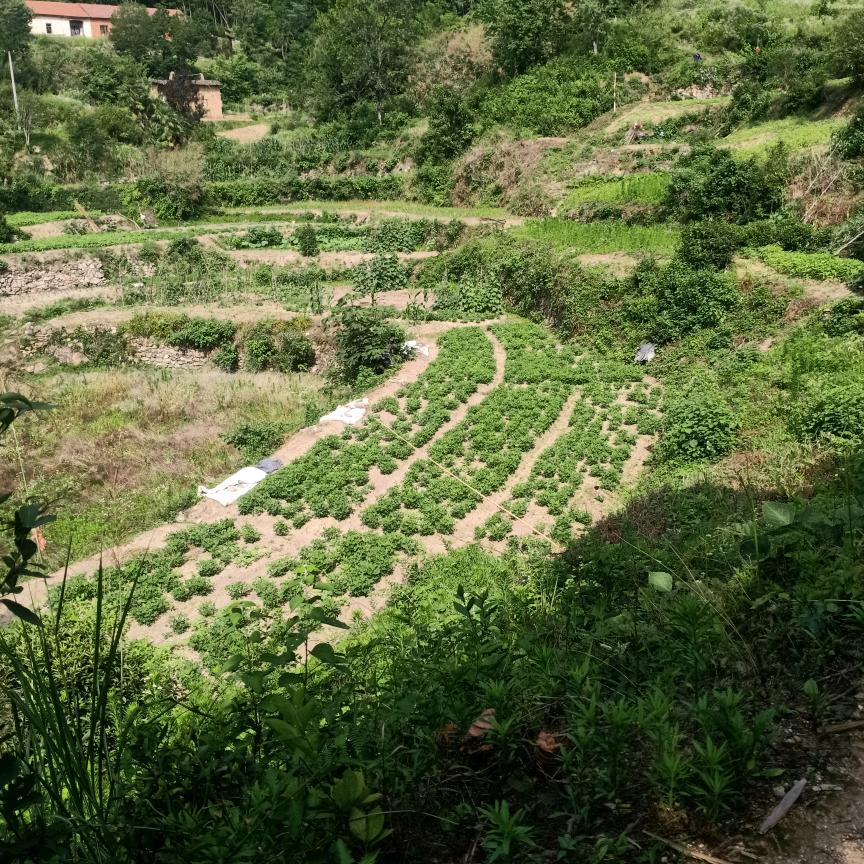 方方正正糖糖甜甜