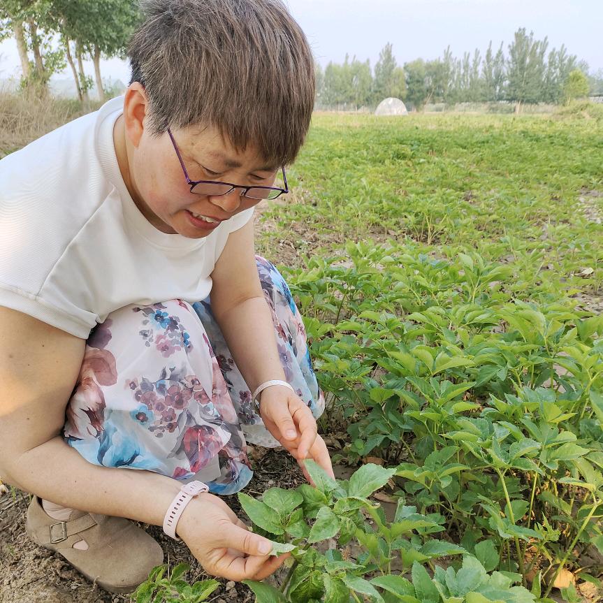 菏泽农技李姐