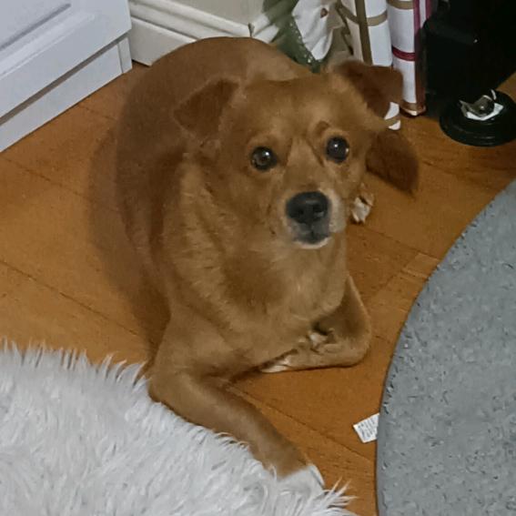 爱唱歌的英语老师（词汇和口语）