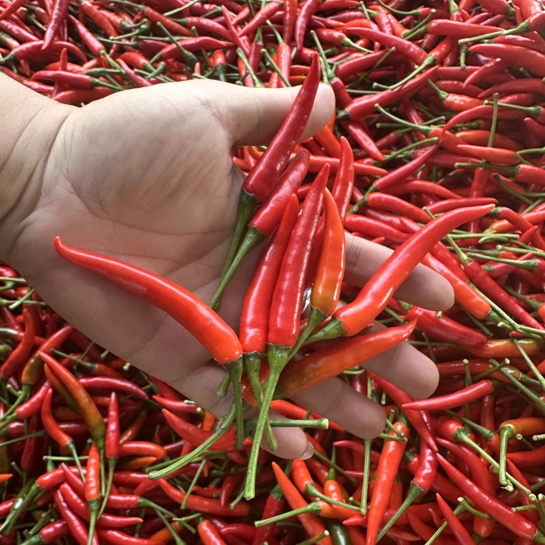 聚农小米椒精选