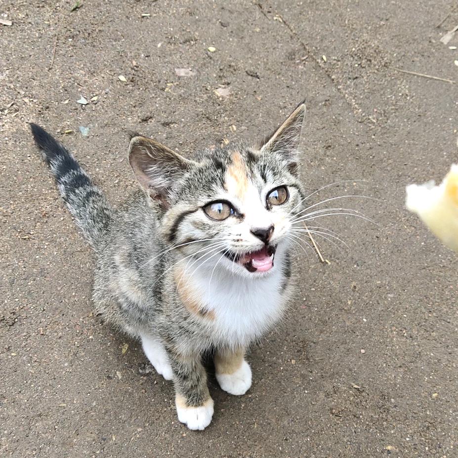 🌹(（彬彬））🌹