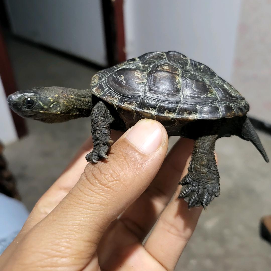 龟珀奢宠汇