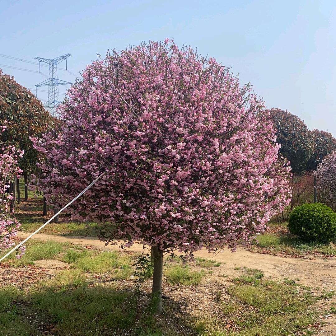 吉佩花卉