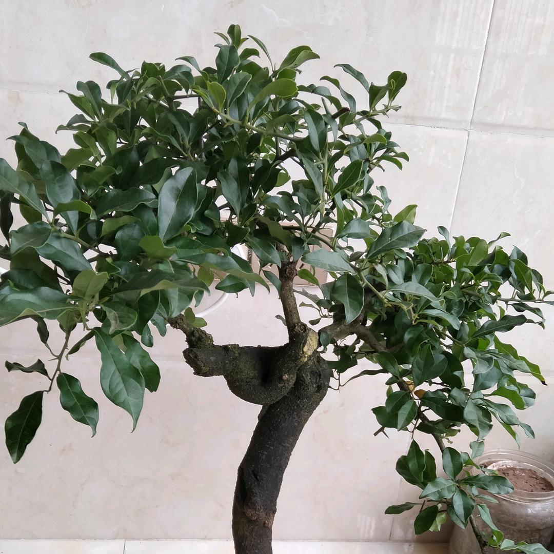 阿昌^O^