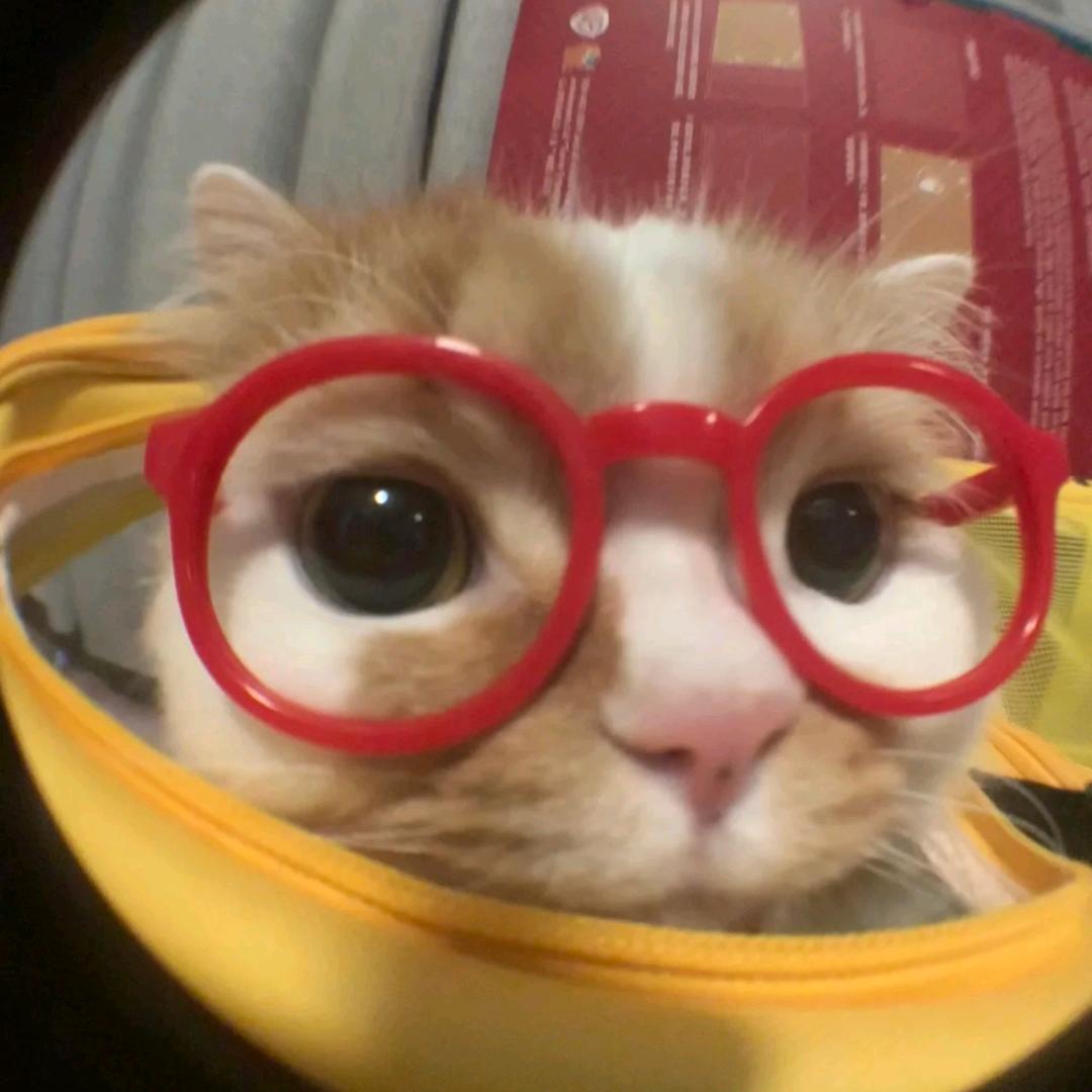暴躁小猫