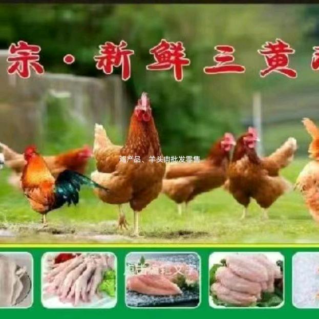 三黄土鸡   羊头肉