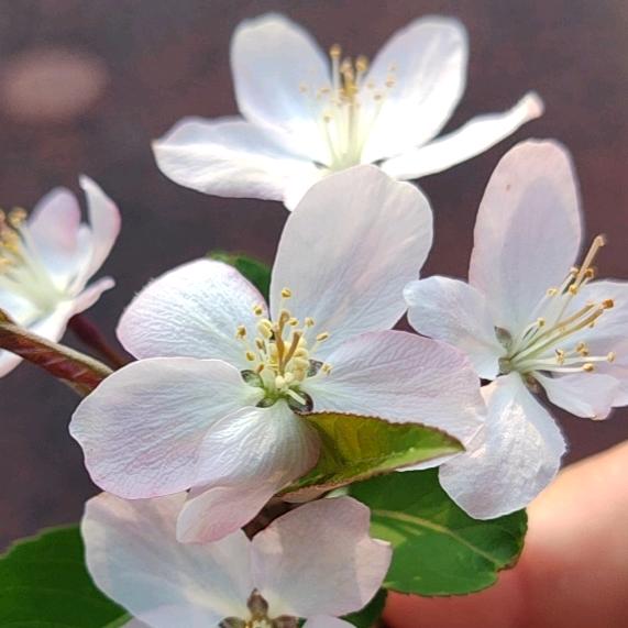 *✲ﾟ*一介俗人*✲ﾟ*