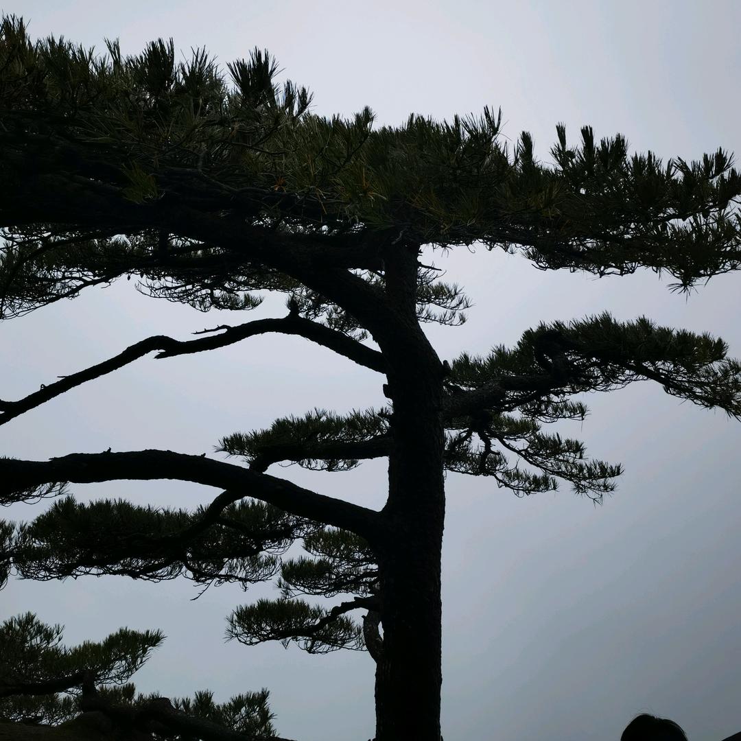 昆鹏