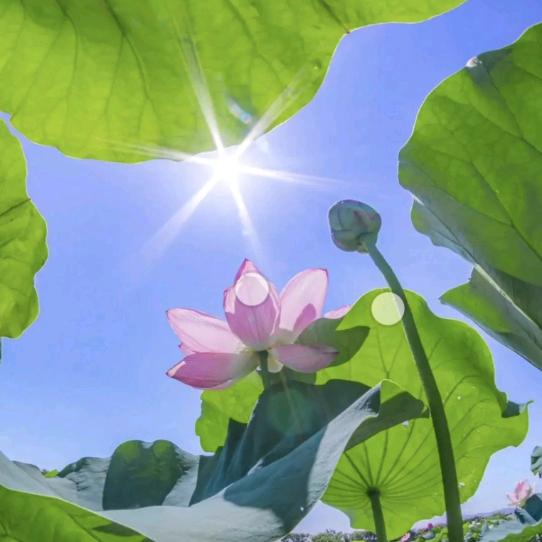 ☘️阳光🌤依莲☘️