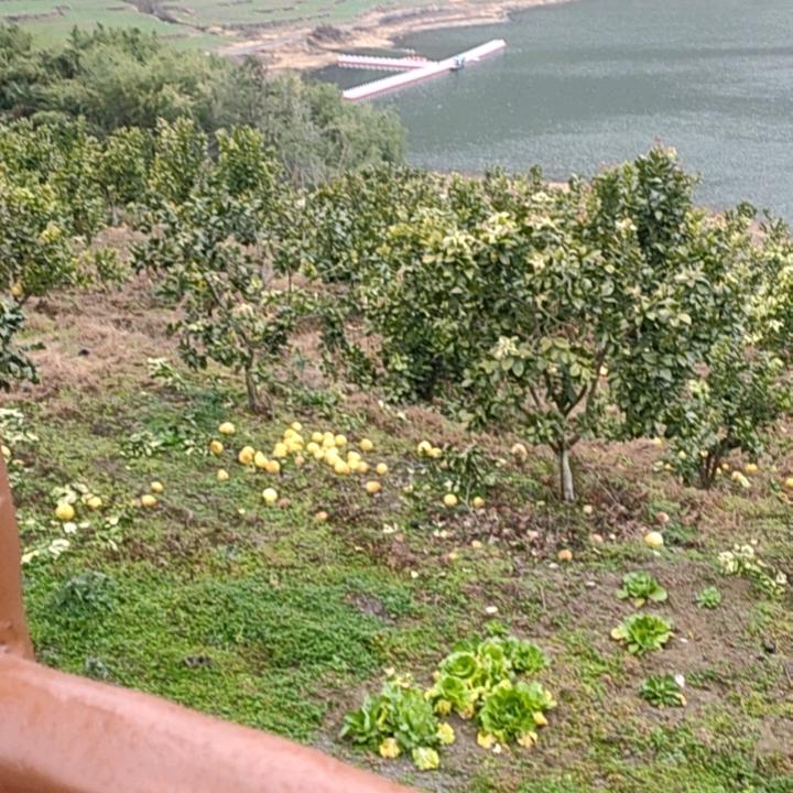 坦然