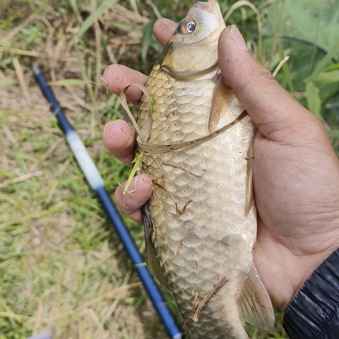 爱玩传统钓的陌生人