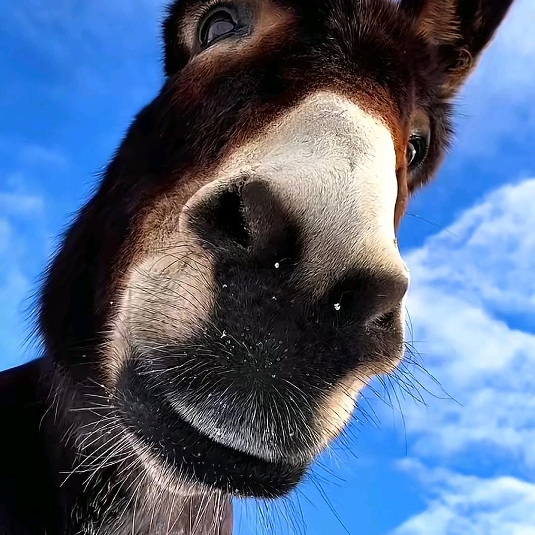 不想当警察的中医不是好士兵