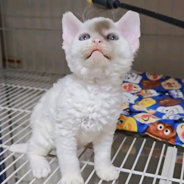 甜甜的德文猫