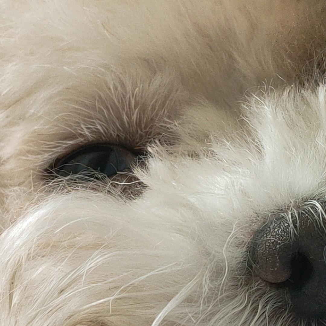 鲁鲁脸大王之我叫付诗加