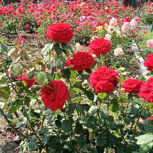 自由飞翔拒绝私聊