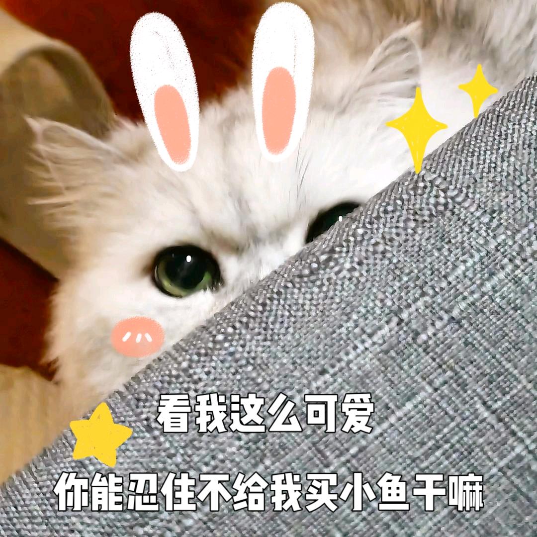 陪玩猫咪记记