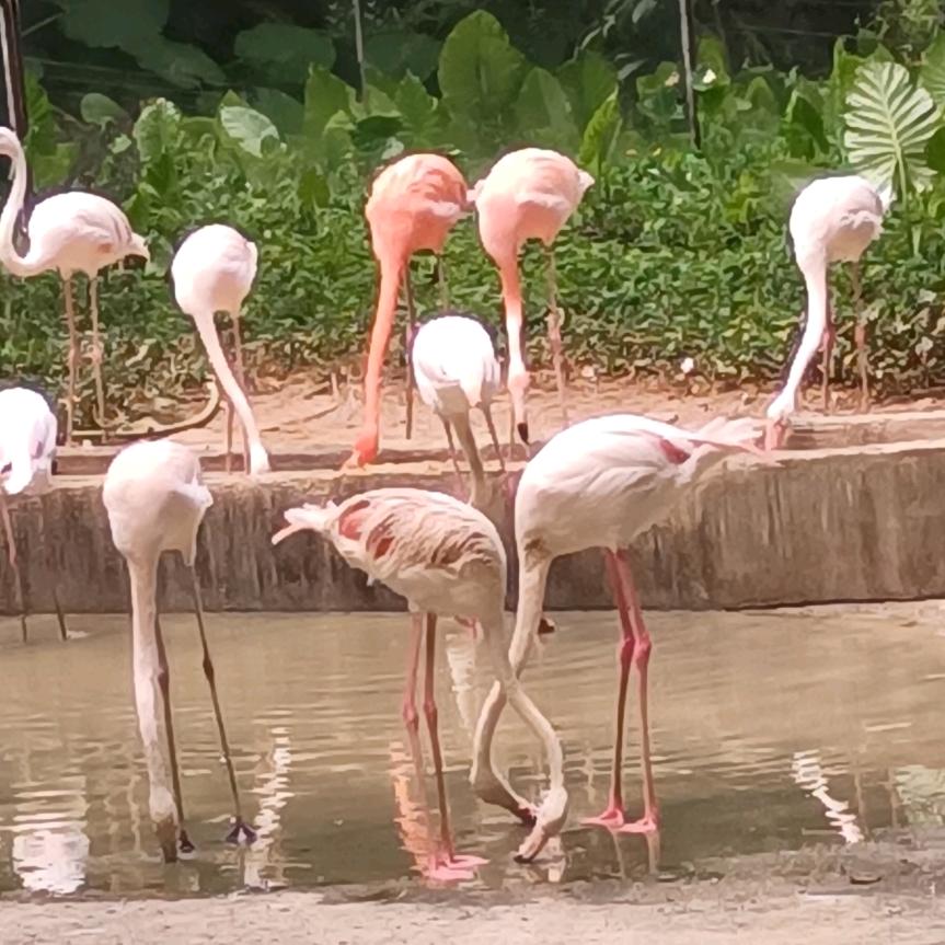 贵州丫头