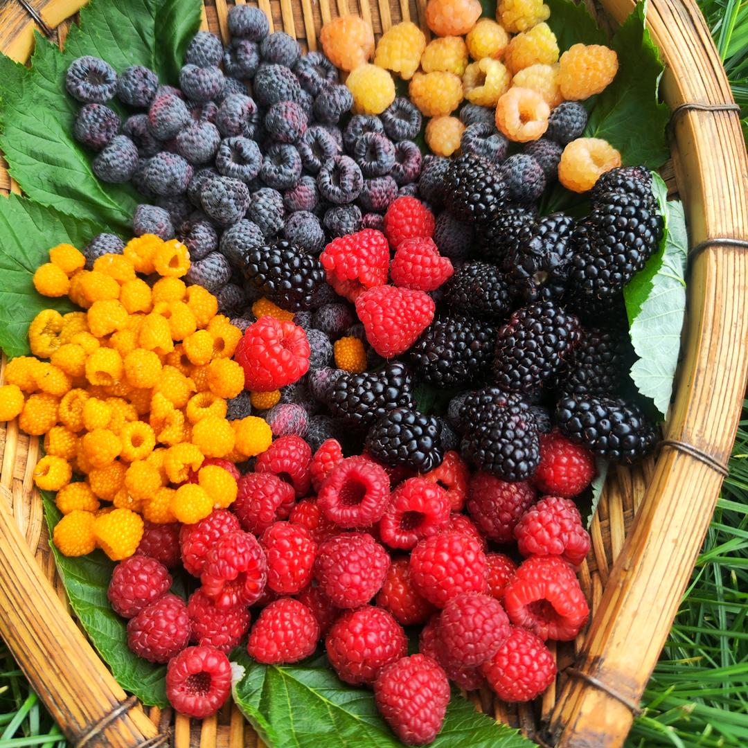 花果山树莓覆盆子