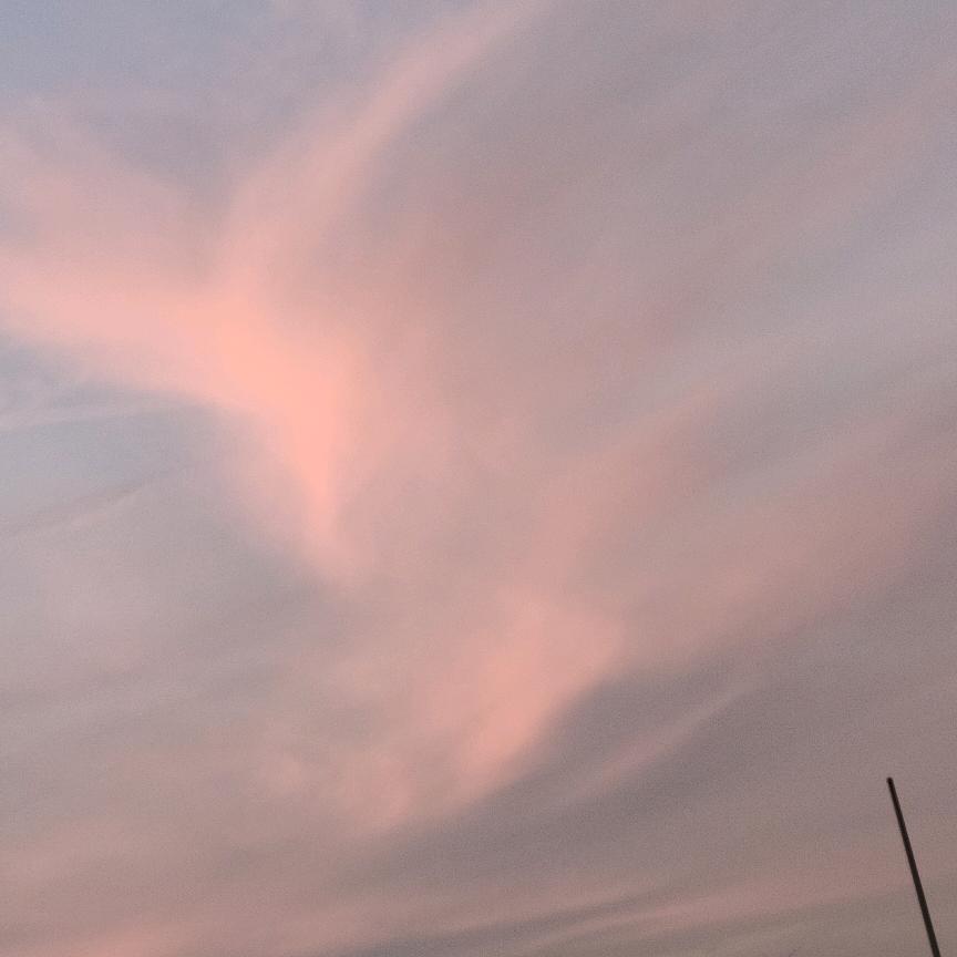 太阳花